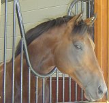 ‘Rock of Gibraltar’ horse passes away