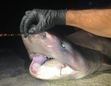 Gibraltar Fishing Club catch 80 kilo shark