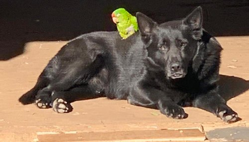 Polly the Parrot protecting Blackie the Dog: A strange friendship